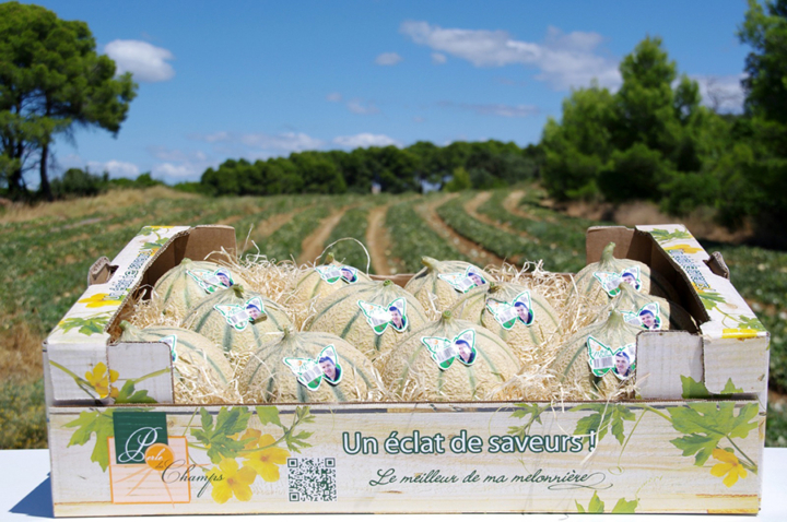 Melon perle des champs